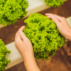 Classic 20×22 Greenhouse